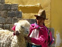 Alpaga- Cusco - Pérou